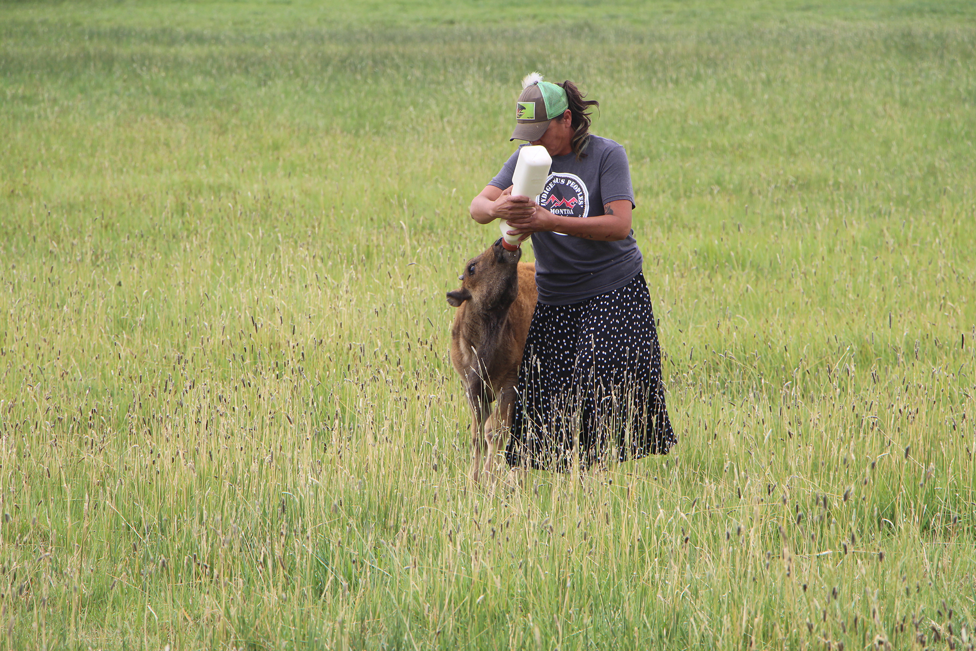 Patti Baldes feeding a young buffalo calf. 