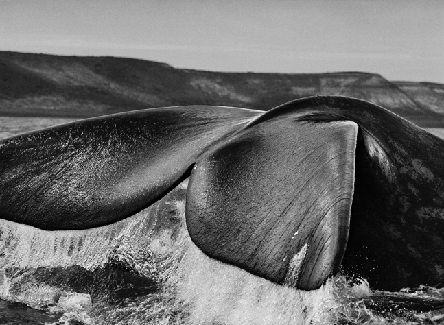 Halbinsel Valdés, Argentinien, 2004 © Sebastião Salgado / Amazonas images